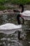 Swans in a Russian zoo.