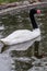 Swans in a Russian zoo.