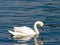 Swans in Sava river