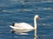 Swans in Sava river