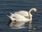 Swans in Sava river