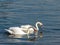 Swans in Sava river