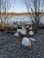 Swans in Scottish loch on a frosty day Drumpellier park Coatbridge life