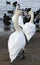 Swans on the sea beach. Anapa. January. Russia.