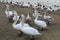 Swans on the sea beach. Anapa. January. Russia.