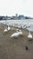 Swans on the sea beach. Anapa. January. Russia.