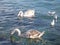 Swans sea gulls