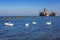 Swans on the sea at world war II torpedo platform