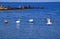 Swans and seagull at the Black Sea