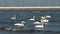 Swans and seagulls on the Baltic sea in winter, spot city Poland. Many seabirds, gulls and a swan, eat near the shore