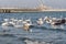 Swans and seagulls on the Baltic sea in winter, spot city Poland. Many seabirds, gulls and a swan, eat near the shore. Many birds