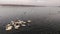 Swans and seagulls at Danube river in Zemun