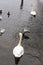 Swans and seagulls on Lugano lake 