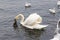 Swans and seagulls on Lugano lake 