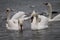Swans and seagulls near the ferry, Chornomorsk, Ukraine