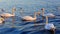 Swans and seagulls swim in the blue sea