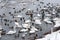 Swans and Seagulls in Vltava River in Prague in Winter