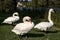 Swans by the shore of a lake at noon