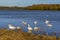 Swans beside the shore on Pitsford Reservoir, UK