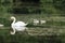 Swans and  signets Elegant birds