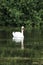 Swans and  signets Elegant birds