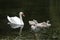 Swans and  signets Elegant birds