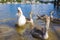 Swans and signets on the river Tamar Saltash Cornwall England UK