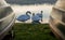 Swans sit between a rowing boat - Hornsea, UK