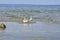 Swans sitting on the sand island near the coastline of the Baltic Sea