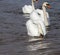 swans in spring