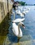 Swans at st.ives,cambridgeshire