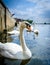 Swans at st. ives, cambridgeshire 3