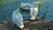 Swans stand near the pond, farm