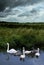 Swans by stormy wheater