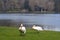 Swans at Stourhead Lake, Stourton, Wiltshire, England