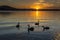 Swans at sunrise