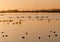 Swans at sunset over flooded wetlands.