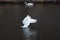 SWANS SWIM IN DANISH CANAL IN CAPITAL