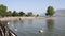 Swans swim in the lake Ioannina