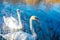 Swans swim peacefully along the lake, double exposure with bamboo, Lake Maggiore, Italy