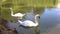 Swans swim in their lake