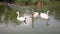 Swans swim in their lake