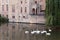 Swans swimming in the channel in Bruges