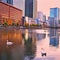 Swans swimming in city reflections