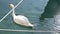 Swans swimming on the colorful oil stained water. Oil spill in the sea. Oil leaking from boats in harbour. Group of swan birds swi