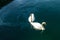 Swans swimming on the colorful oil stained water. Oil spill in the sea. Oil leaking from boats in harbour. Group of swan birds swi