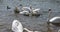Swans swimming in the lake in early summer