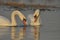 Swans swimming on the river. A pair of birds on the water. Love