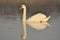 Swans swimming on the river. A pair of birds on the water. Love