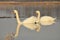 Swans swimming on the river. A pair of birds on the water. Love
